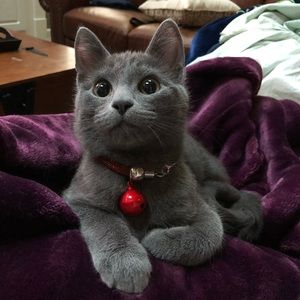 Meet your Posher, Cara